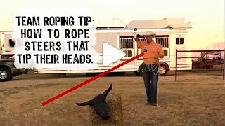 Team Roping Tip How to Rope Steers that Tip Their Head to the Right [upl. by Nnazil39]