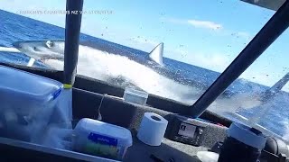 Shark lands on boat thrashes on bow after leaping out of water [upl. by Alyn]