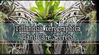 How I can Save my Tillandsia Xerographica amp other species 14 Reasons Why my Airplants Almost Died [upl. by Cowden210]