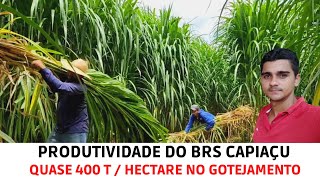 Pesagem da Rebrota do BRS Capiaçu com 93 diasMatéria FrescaMatéria Seca [upl. by Torrell]