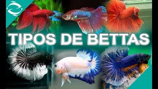 TIPOS DE BETTAS  todas la variedades de peces bettas  Por Aleta y por Color  Lima  Perú [upl. by Mackey]