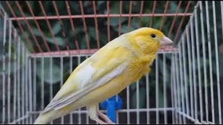 Canarys Most Powerful Song For Training  Yellow Canary Bird Singing Training [upl. by Idnahk]