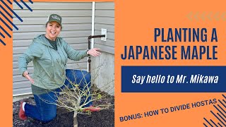 Planting a Dwarf Japanese Maple and Dividing Hostas [upl. by Remled873]