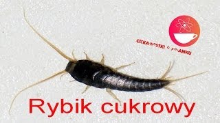 Czym jest RYBIK CUKROWY [upl. by Starks]