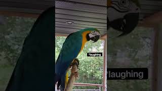 Blue and Gold Macaw Talking [upl. by Tterej]