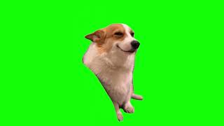 Green Screen Smiling Corgi Dog Meme [upl. by Ydnim511]