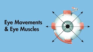 Cardinal Positions of Gaze  Eye Movements and Eye Muscles  Cranial Nerves  MEDZCOOL [upl. by Blinni]