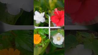 Our roof garden part 2 shortsroofgardennatureroofgardeningthesiblingzonepart2rooftopplants [upl. by Southard]