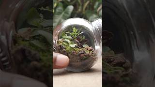 Making a mini native terrarium using plants from the garden [upl. by Tiny599]