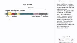 Regulation Of Lac Operon Animation [upl. by Ahserak]