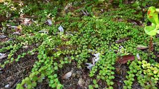 Gaultheria hispidula Creeping Snowberry [upl. by Zohar]