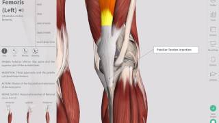 Deep Tendon Reflexes  Complete Anatomy [upl. by Cho]