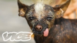 Cute Peruvian Hairless Dogs  The Cute Show [upl. by Paulo354]