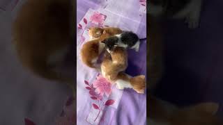 Kitten cat funnycats pets fuunypets catlover funny cute short shorts [upl. by Ahseryt256]