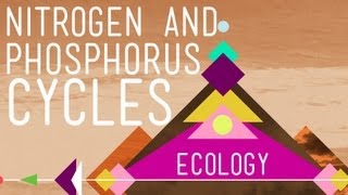 Nitrogen amp Phosphorus Cycles Always Recycle Part 2  Crash Course Ecology 9 [upl. by Ola64]