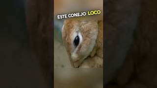 No Vas a Creer Lo Que Le Pasó a Este Conejo Loco 😱 [upl. by Eri]