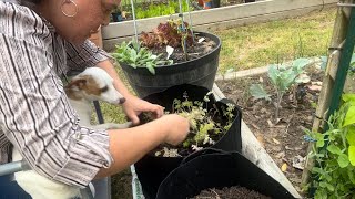 Planting Tomatillos Chervil Mashmallow  Fun Plant Tags and Some Video Corrections [upl. by Nosredneh]