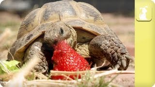 My Pet Tortoise  Diet [upl. by Bibah]