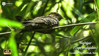 Nightjar Bird Perching and Flying in Purbasthali  4K Nature Video nature birds birdwatching [upl. by Crelin]