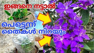 കൂടുതൽ പൂക്കൾ വന്നുനിറയാൻ എളുപ്പവഴി Melastoma Plant Propagation [upl. by Nestor165]