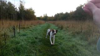 HPR Training Bracco Italiano  recall and sit [upl. by Ahserak]