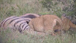 Young Lion Cubs Playing and Feeding on Zebra [upl. by Tiphany]