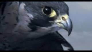 Peregrine Falcon Sky Dive  Inside the Perfect Predator  BBC [upl. by Shelbi]