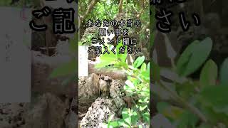 【見た人強運】なぜかすべてうまくいく！天・地・海の神が集まる「三天御座」沖縄離島宮城島の強力パワースポットの恩恵【遠隔参拝】 [upl. by Mara803]