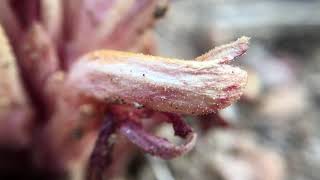 Aphyllon californicum commonly known as the California Broomrape [upl. by Leckie]