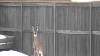 Deer jumps 6 foot fence barely [upl. by Ynohtna]