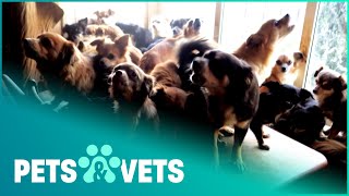 RSPCA Removes 82 Dogs From Elderly Mans Home  The Dog Rescuers  Pets amp Vets [upl. by Vitoria]