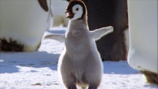 Cool Cute Chicks  Amazing Animal Babies Emperor Penguin Chicks Ep 5  Earth Unplugged [upl. by Uund502]