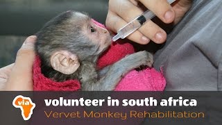 Baby Season at the Vervet Monkey Rehabilitation Project [upl. by Akiaki]