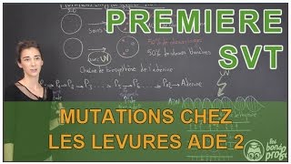 Mutations chez les levures Ade 2  SVT  1ère  Les Bons Profs [upl. by Attelahs954]