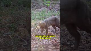 Jaguarundi  The Shadow Cat [upl. by Erving]