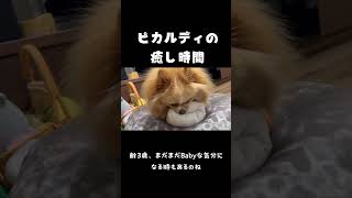 ピカルディの癒し時間 dog 犬pomeranian ポメラニアン癒し [upl. by Joerg813]