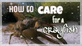 How to care for a Crayfish  All the Basics [upl. by Eiramaliehs281]