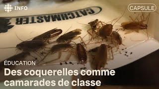 Des coquerelles comme camarades de classe [upl. by Vorfeld]