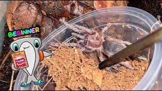 This is why Aphonopelma seemanni make a great starter tarantula [upl. by Camilia550]