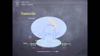 Tema 9 II  Traducción y Código genético [upl. by Halac]