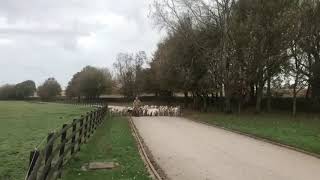 Quorn Hunt Kennels husbandry [upl. by Meeka]