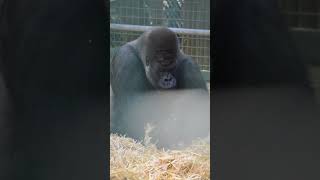 Silverback Gorilla at Howletts gorilla silverbackgorilla howletts animals daysout shorts [upl. by Ibbob]