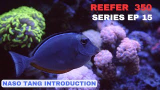 Redsea Reefer EP 15 Naso Tang Introduction and Acro STN [upl. by Akemor]