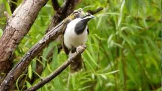 Juvenile Bluefaced Honeyeater Entomyzon cyanotis  BlauohrHonigfresser  Jungvogel 2 [upl. by Rebane]