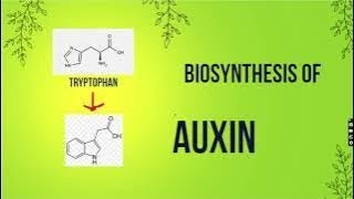 Biosynthesis of Auxin in Plants [upl. by Huggins276]