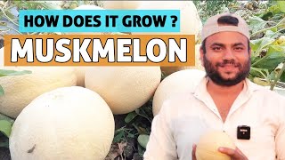 Amazing Muskmelon Harvesting  Growing kharbuja  शानदार ख़रबूज़ा की फसल  FarmingEngineer [upl. by Tnomed]