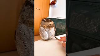 Dangerous Owl🦉 shorts owl shortvideos owls [upl. by Daron403]