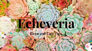 Echeveria Grow and Care Tips [upl. by Aneekan]