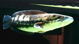 Snake Head Fishes at Planet Earth Aquarium Mysore [upl. by Atnes]