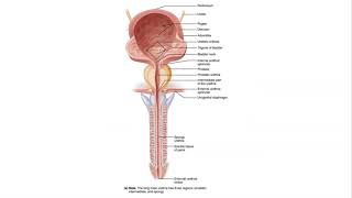 BIO 169  Ureter Urinary Bladder Urethra Structures and Functions [upl. by Nonna67]